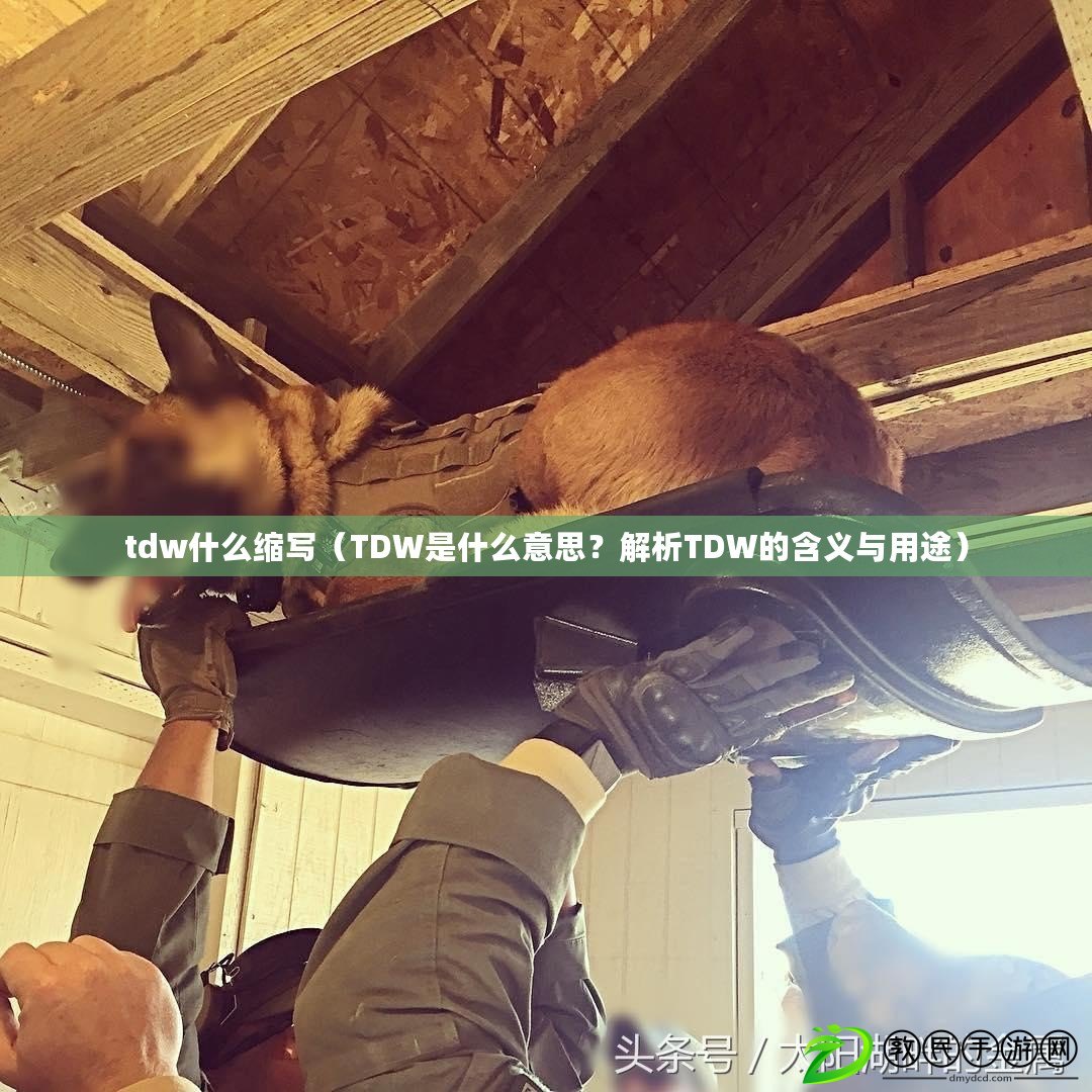 tdw什么縮寫（TDW是什么意思？解析TDW的含義與用途）