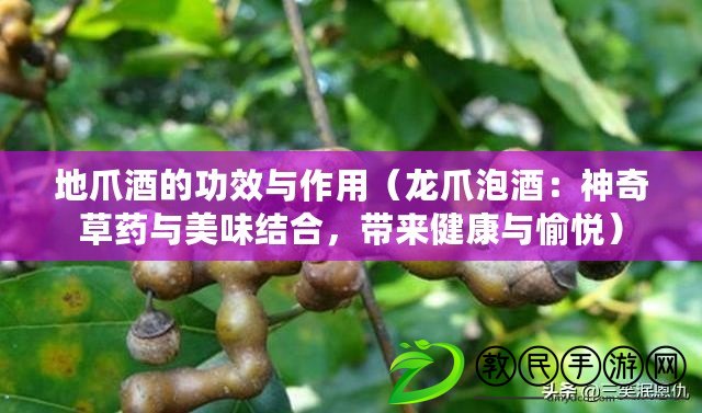 地爪酒的功效與作用（龍爪泡酒：神奇草藥與美味結合，帶來健康與愉悅）