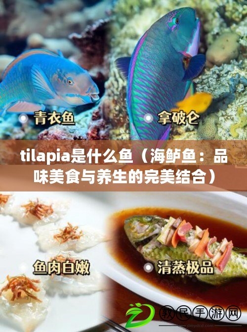 tilapia是什么魚（海鱸魚：品味美食與養生的完美結合）