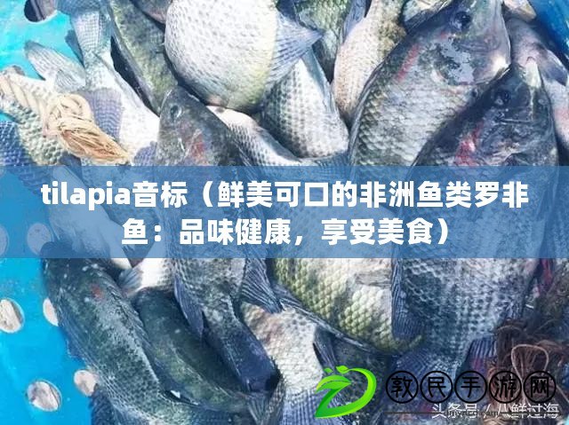 tilapia音標（鮮美可口的非洲魚類羅非魚：品味健康，享受美食）