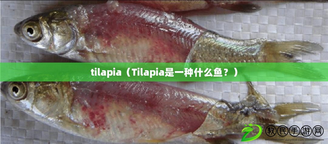 tilapia（Tilapia是一種什么魚？）