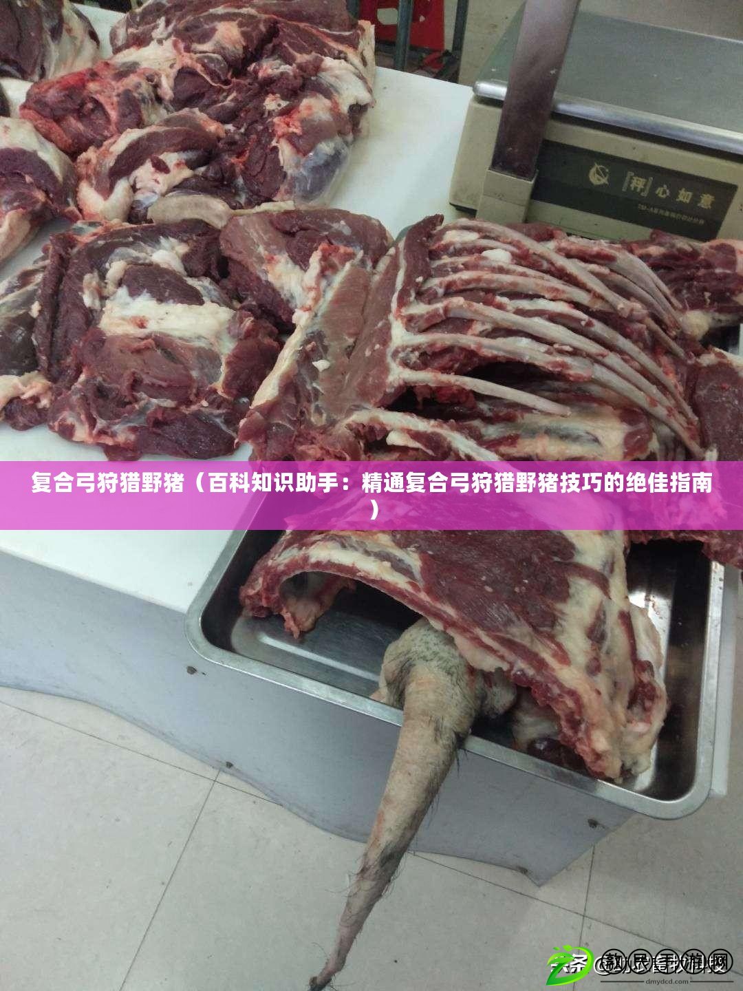 復合弓狩獵野豬（百科知識助手：精通復合弓狩獵野豬技巧的絕佳指南）