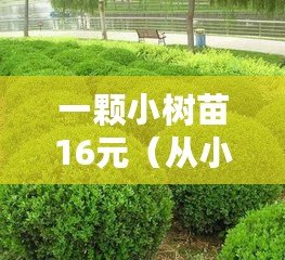 一顆小樹苗16元（從小苗到巨樹：生命的奇跡?。? title=