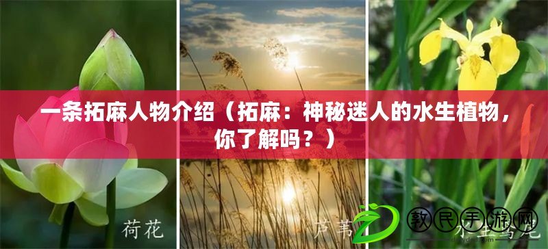 一條拓麻人物介紹（拓麻：神秘迷人的水生植物，你了解嗎？）