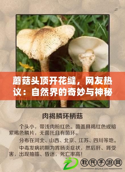 蘑菇頭頂開花縫，網友熱議：自然界的奇妙與神秘之美！