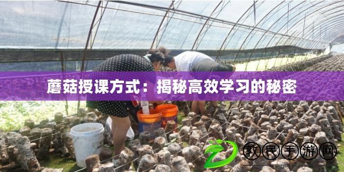 蘑菇授課方式:揭秘高效學習的秘密 蘑菇授課方式:揭秘高效學習的秘密