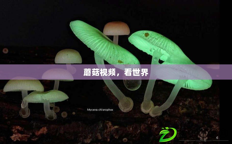 蘑菇視頻，看世界