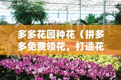 多多花園種花（拼多多免費領花，打造花海盛宴?。? title=