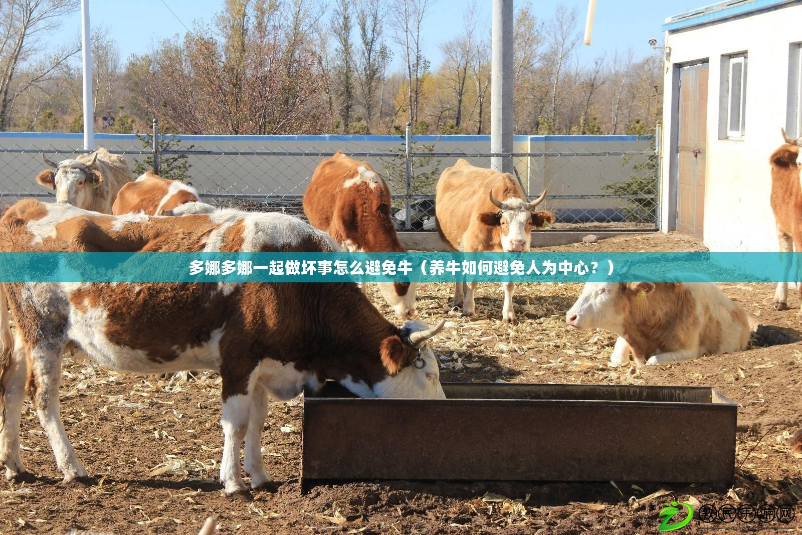 多娜多娜一起做壞事怎么避免牛（養牛如何避免人為中心？）
