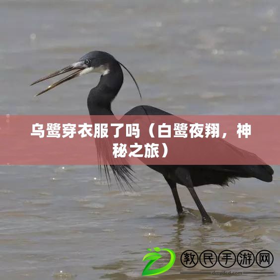 烏鷺穿衣服了嗎（白鷺夜翔，神秘之旅）