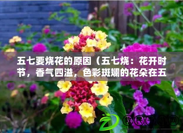 五七要燒花的原因（五七燒：花開時節，香氣四溢，色彩斑斕的花朵在五七燒中綻放）