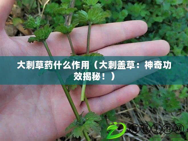 大刺草藥什么作用（大刺蓋草：神奇功效揭秘?。? title=