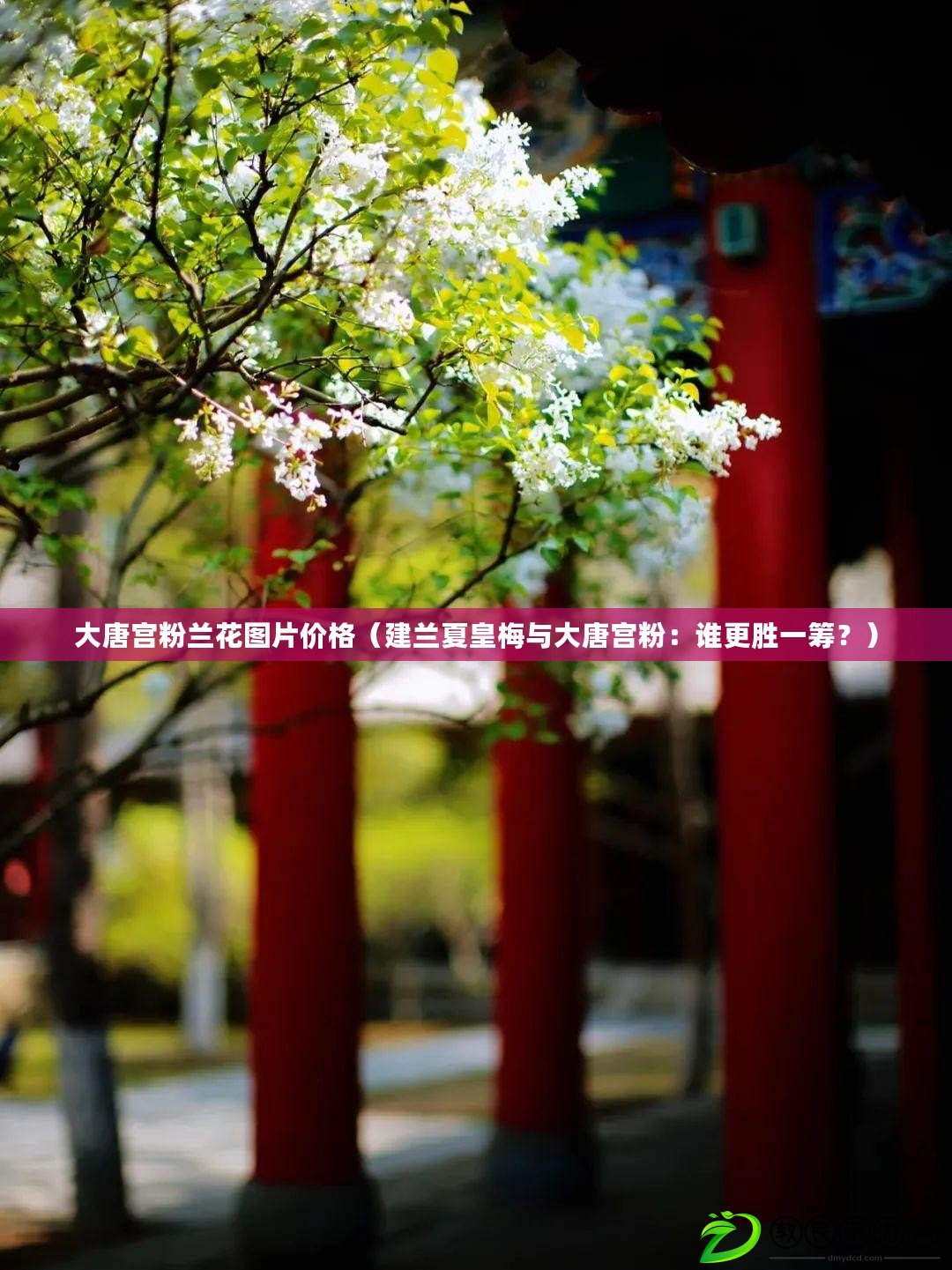 大唐宮粉蘭花圖片價格（建蘭夏皇梅與大唐宮粉：誰更勝一籌？）