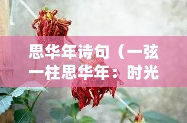 思華年詩句（一弦一柱思華年：時光如梭，歲月如歌）