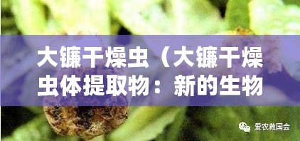 大鐮干燥蟲(大鐮干燥蟲體提取物:新的生物活性成分及應用前景) 大鐮干燥蟲(大鐮干燥蟲體提取物:新的生物活性成分及應用前景)