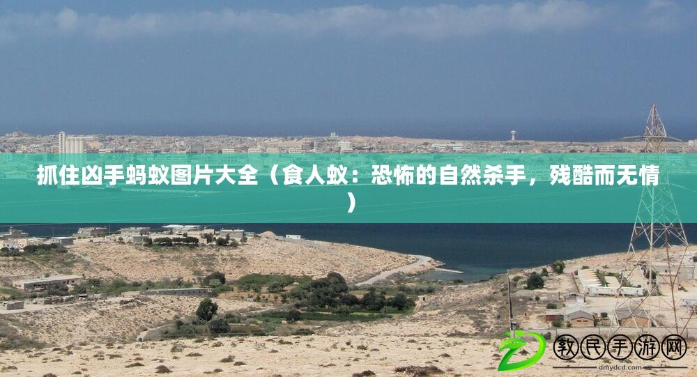 抓住兇手螞蟻圖片大全（食人蟻：恐怖的自然殺手，殘酷而無情）