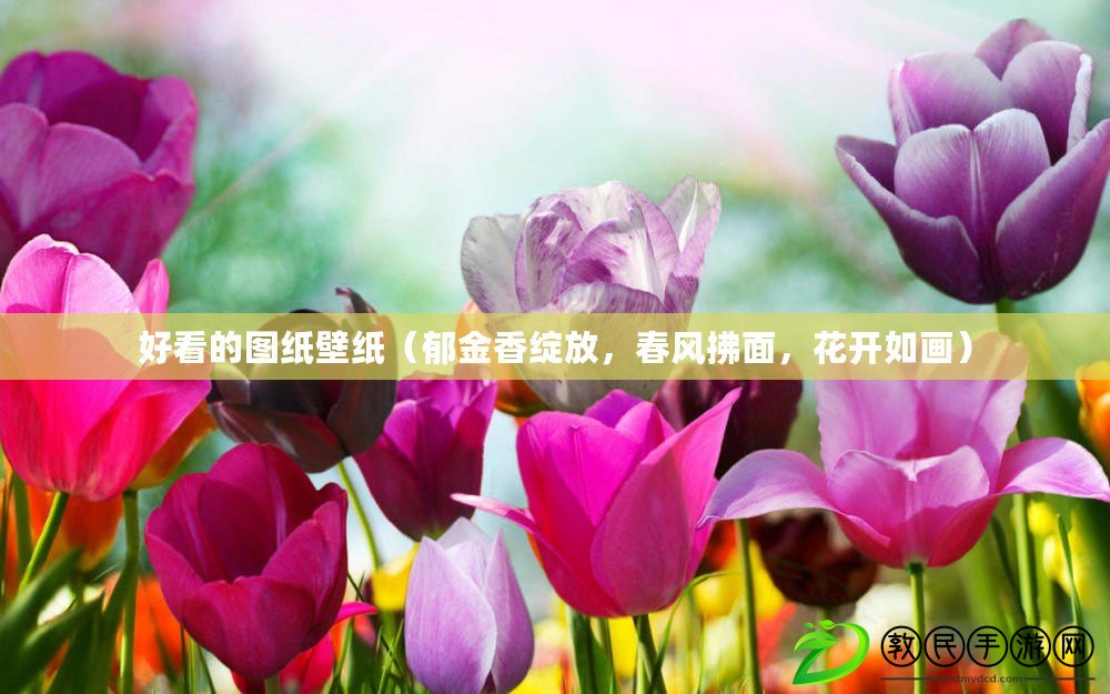 好看的圖紙壁紙（郁金香綻放，春風拂面，花開如畫）