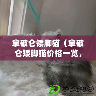 拿破侖矮腳貓（拿破侖矮腳貓價格一覽，了解這個可愛品種的市場行情）