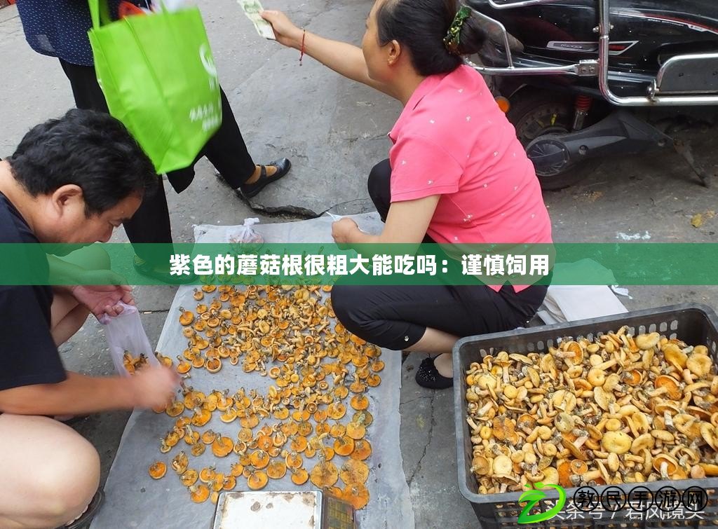 紫色的蘑菇根很粗大能吃嗎:謹慎飼用 紫色的蘑菇根很粗大能吃嗎:謹慎飼用