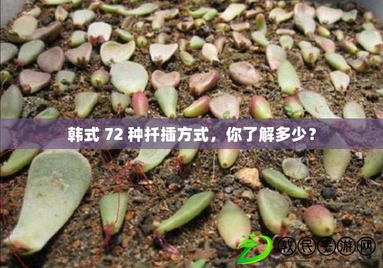 韓式 72 種扦插方式，你了解多少？