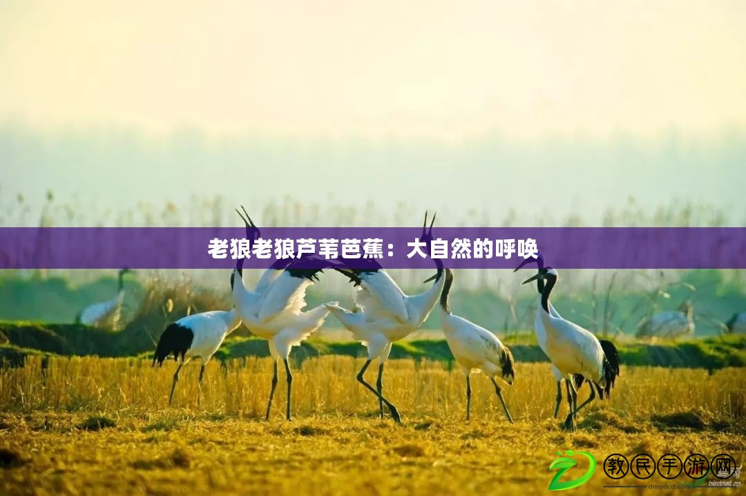 老狼老狼蘆葦芭蕉:大自然的呼喚 老狼老狼蘆葦芭蕉:大自然的呼喚