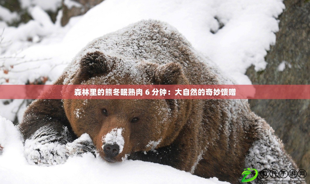 森林里的熊冬眠熟肉 6 分鐘:大自然的奇妙饋贈 森林里的熊冬眠熟肉 6 分鐘:大自然的奇妙饋贈