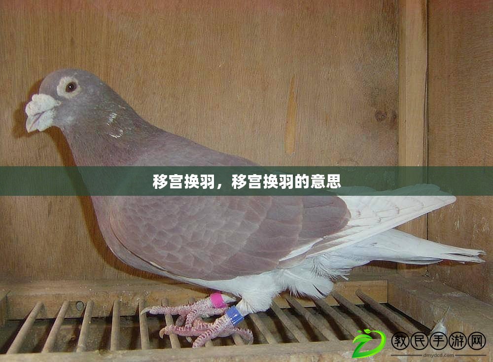 移宮換羽，移宮換羽的意思