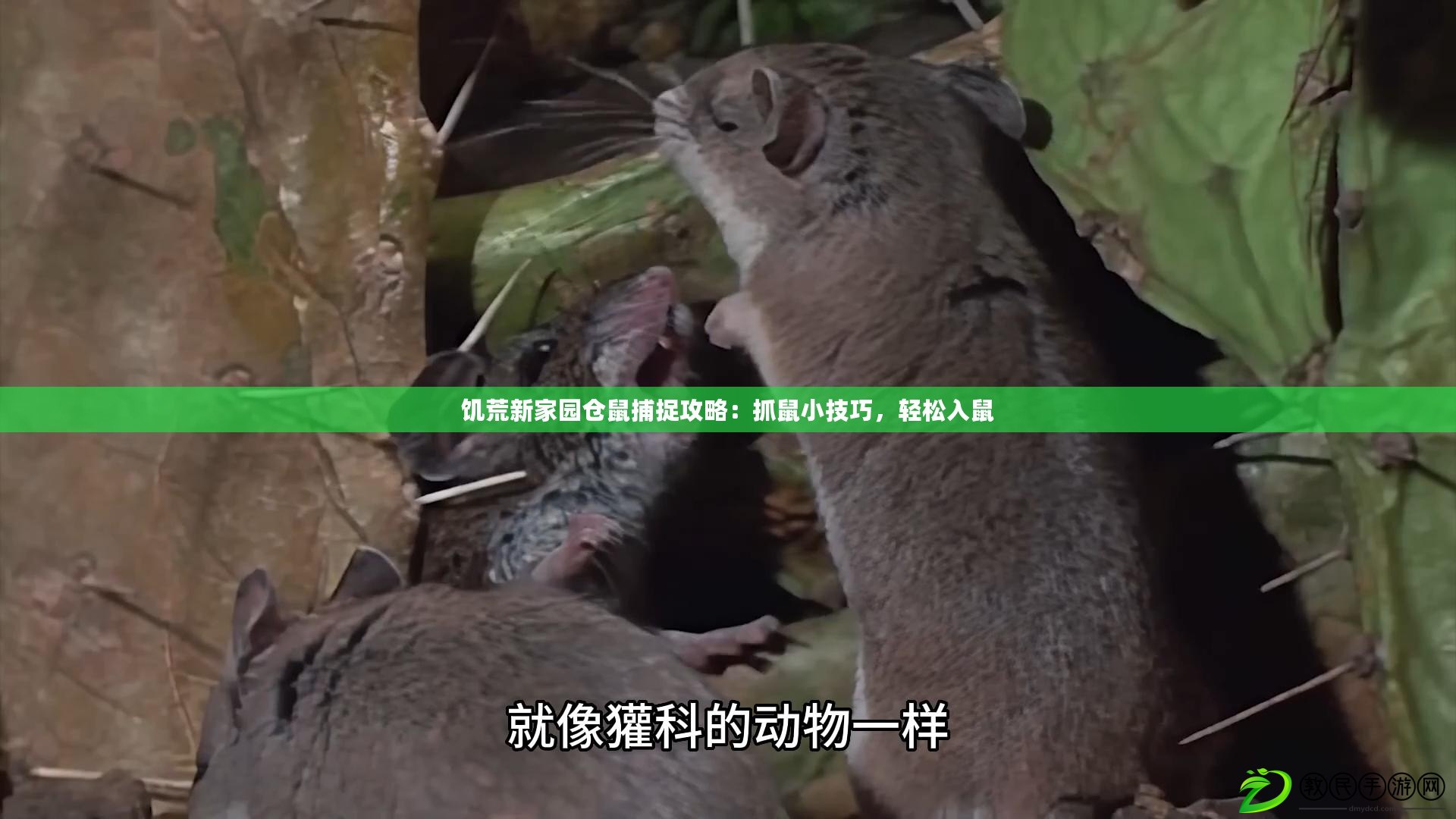 饑荒新家園倉鼠捕捉攻略：抓鼠小技巧，輕松入鼠