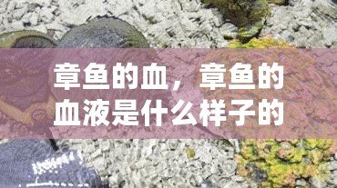 章魚的血，章魚的血液是什么樣子的