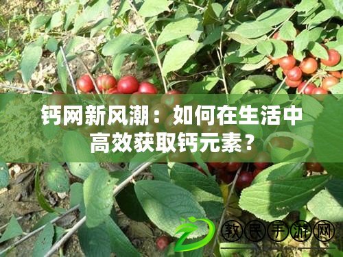 鈣網新風潮：如何在生活中高效獲取鈣元素？