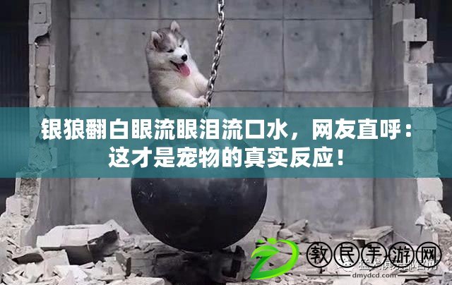 銀狼翻白眼流眼淚流口水，網友直呼：這才是寵物的真實反應！