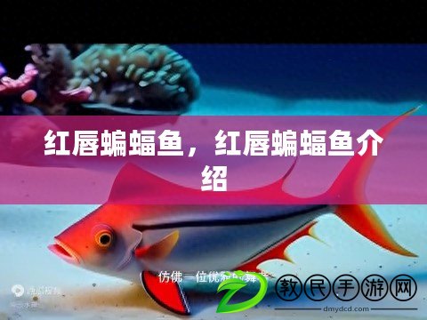 紅唇蝙蝠魚，紅唇蝙蝠魚介紹