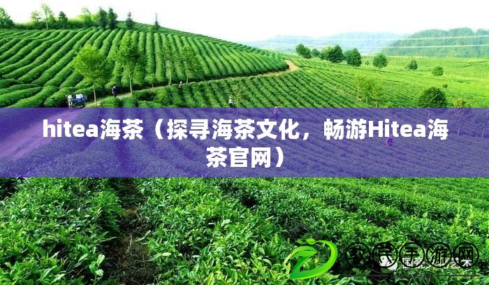 hitea海茶（探尋海茶文化，暢游Hitea海茶官網）