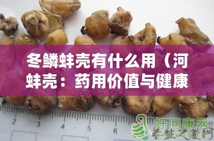 冬鱗蚌殼有什么用(河蚌殼:藥用價值與健康功效) 冬鱗蚌殼有什么用(河蚌殼:藥用價值與健康功效)