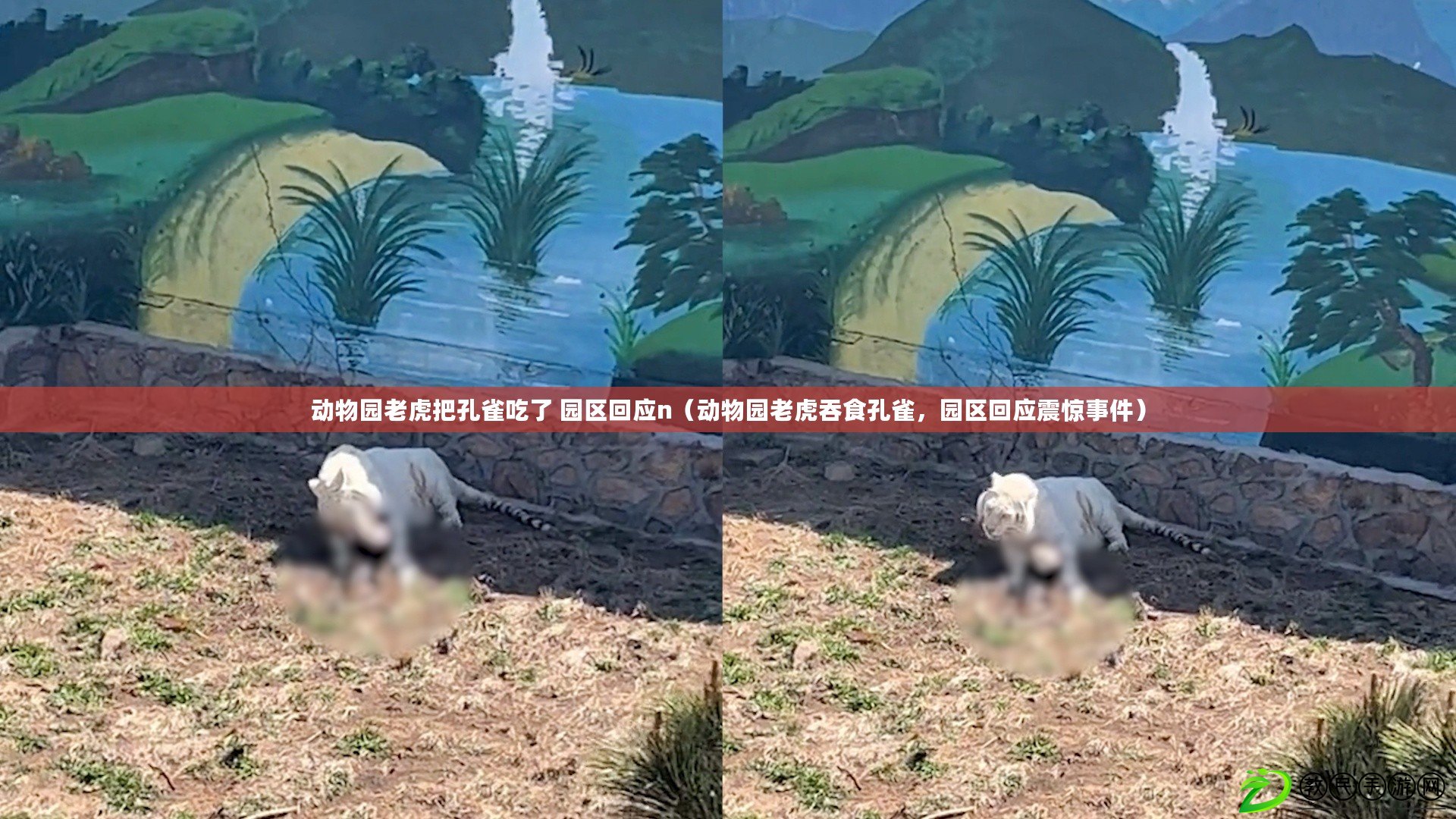 動物園老虎把孔雀吃了 園區回應n（動物園老虎吞食孔雀，園區回應震驚事件）