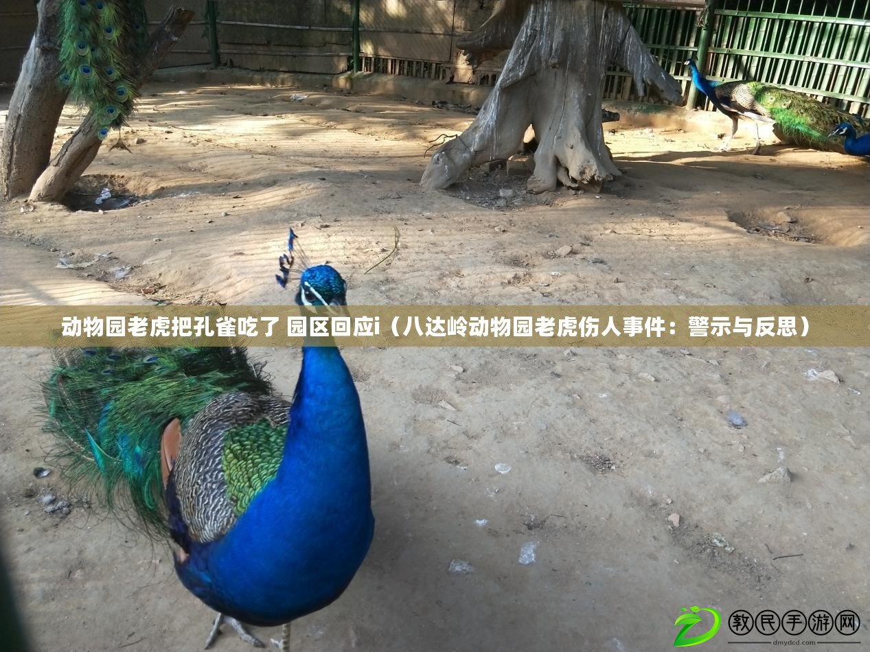 動物園老虎把孔雀吃了 園區回應i（八達嶺動物園老虎傷人事件：警示與反思）