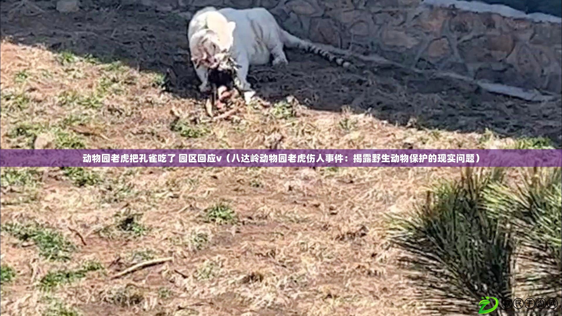 動物園老虎把孔雀吃了 園區回應v（八達嶺動物園老虎傷人事件：揭露野生動物保護的現實問題）