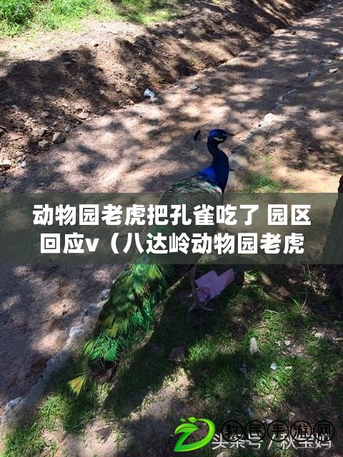 動物園老虎把孔雀吃了 園區回應v（八達嶺動物園老虎傷人事件：揭露野生動物保護的現實問題）