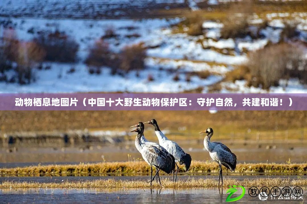 動物棲息地圖片（中國十大野生動物保護區：守護自然，共建和諧?。? title=