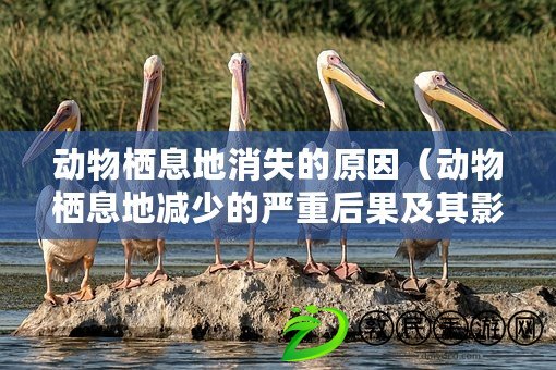 動物棲息地消失的原因(動物棲息地減少的嚴重后果及其影響) 動物棲息地消失的原因(動物棲息地減少的嚴重后果及其影響)