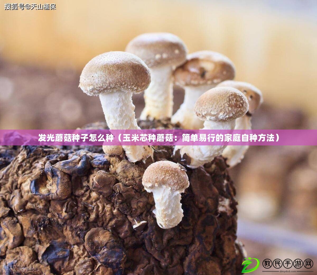 發光蘑菇種子怎么種（玉米芯種蘑菇：簡單易行的家庭自種方法）