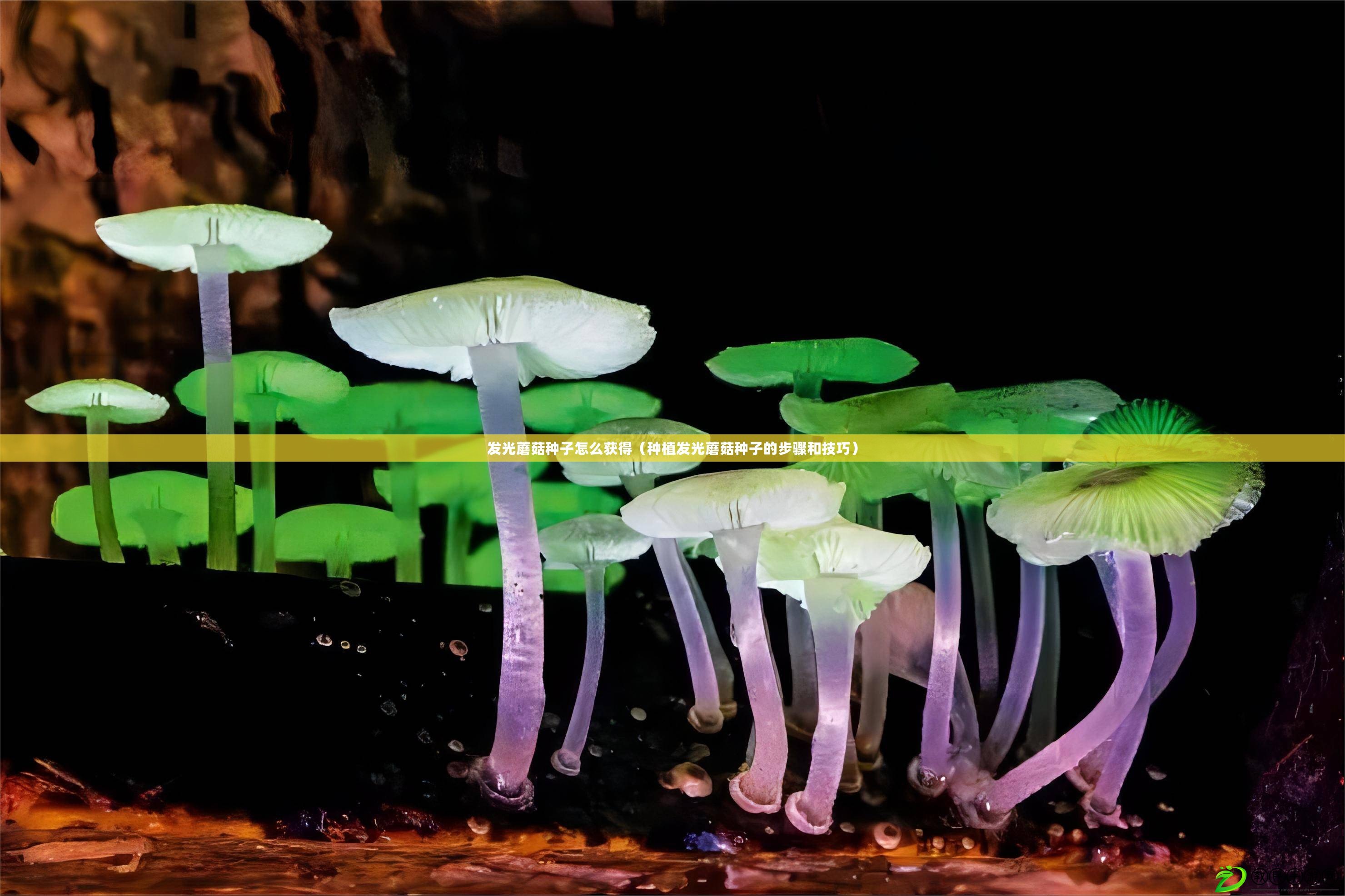 發光蘑菇種子怎么獲得（種植發光蘑菇種子的步驟和技巧）