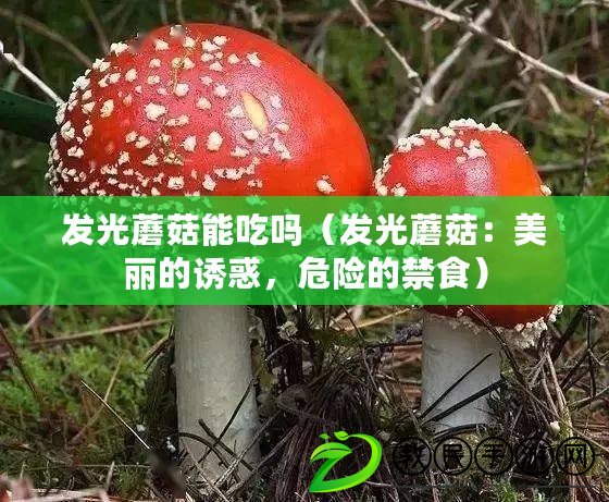 發光蘑菇能吃嗎（發光蘑菇：美麗的誘惑，危險的禁食）