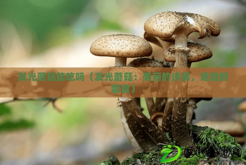 發光蘑菇能吃嗎（發光蘑菇：美麗的誘惑，危險的禁食）
