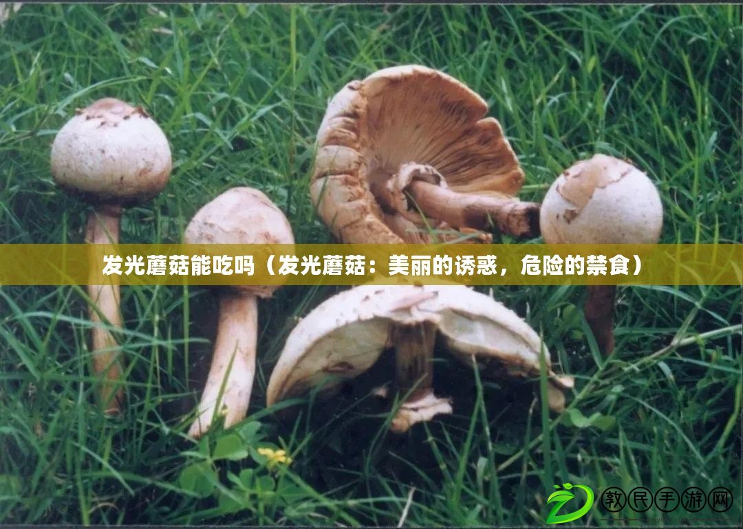 發光蘑菇能吃嗎（發光蘑菇：美麗的誘惑，危險的禁食）