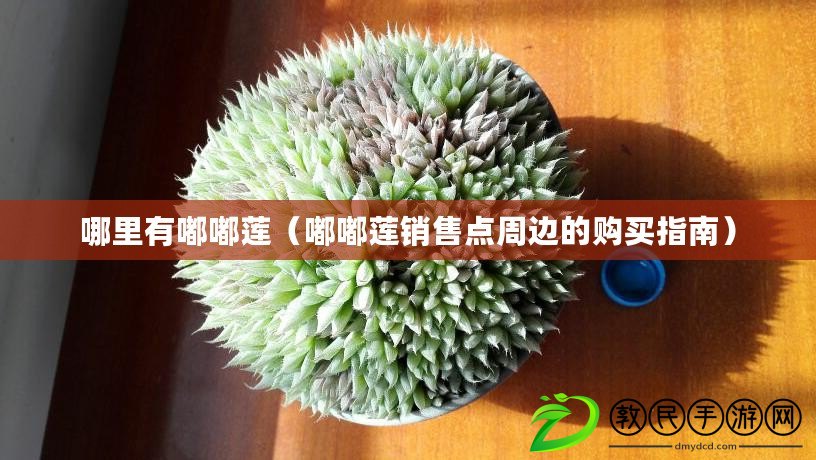 哪里有嘟嘟蓮(嘟嘟蓮銷售點周邊的購買指南) 哪里有嘟嘟蓮(嘟嘟蓮銷售點周邊的購買指南)