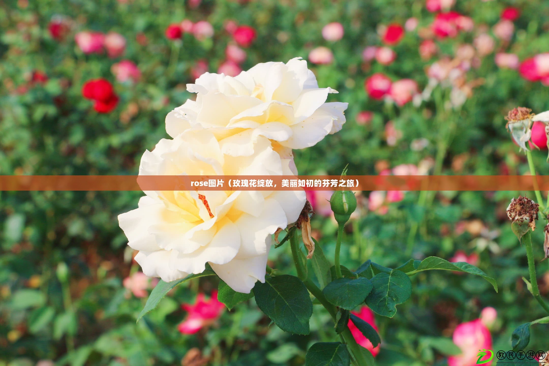 rose圖片（玫瑰花綻放，美麗如初的芬芳之旅）