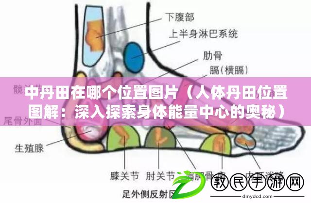 中丹田在哪個位置圖片(人體丹田位置圖解:深入探索身體能量中心的奧秘) 中丹田在哪個位置圖片(人體丹田位置圖解:深入探索身體能量中心的奧秘)
