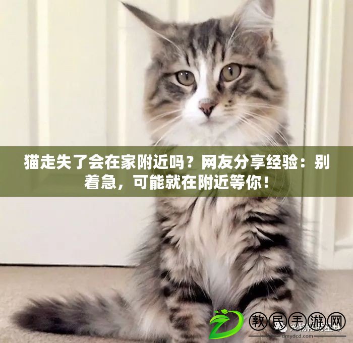 貓走失了會在家附近嗎？網友分享經驗：別著急，可能就在附近等你！