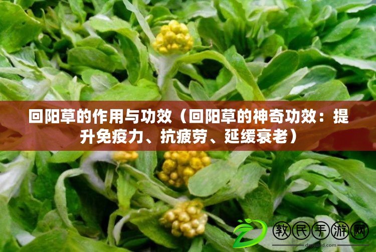 回陽草的作用與功效（回陽草的神奇功效：提升免疫力、抗疲勞、延緩衰老）